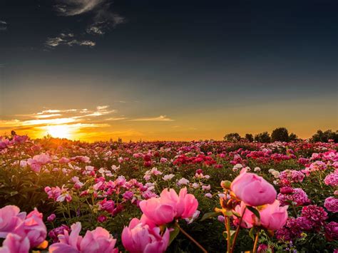 Pink Flowers Field With Peony Horizon Sunlight Sun Sunset Wallpaper Hd