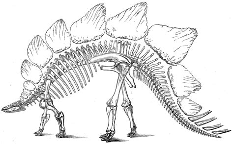 Coloring Pages Dinosaur Bones