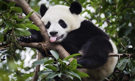 The Giant Panda Is No Longer An Endangered Species