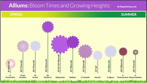 Bloom Time Chart For Allium Bulbs Longfield Gardens
