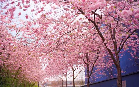 Cherry Blossom Flowers Tree Pink Hd Wallpaper Nature And Landscape Wallpaper Better