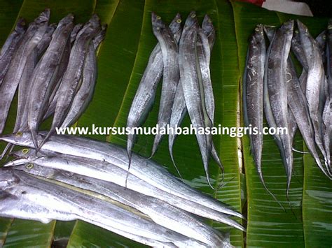 Contoh Ikan Bhs Inggris  Kosakata Nama Nama Ikan Dan Contoh Kalimatnya