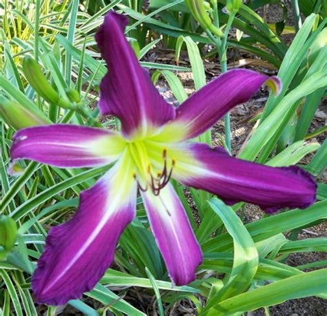 Purple Many Faces Daylily Day Lilies Daylilies Colorful Pictures