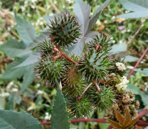 Thorny Seed Pods Pixahive