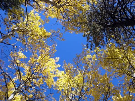 Yellow Aspen Trees 4 Free Photo Download Freeimages