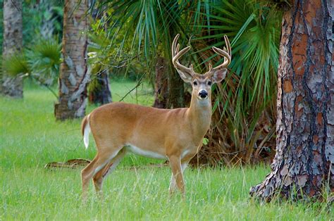 White Tailed Deer Costa Rica National Animal Full Desktop Backgrounds