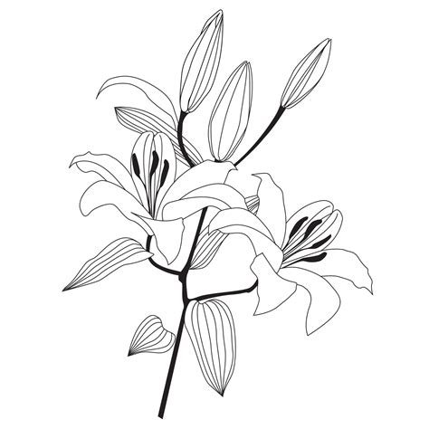 Check spelling or type a new query. Flower lily isolated over white background. Floral pattern ...