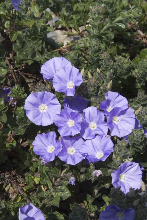Maybe you would like to learn more about one of these? Morning Glory - Desert Horizon Nursery