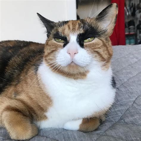 Calico Cat With Eyebrows Makes Her Look Like Shes Judging You