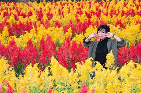 Kamu bisa beli produk dari toko kebun bunga dengan aman & mudah dari jakarta. Taman Bunga Celosia Semarang, Tempat Berwisata Ala Eropa ...