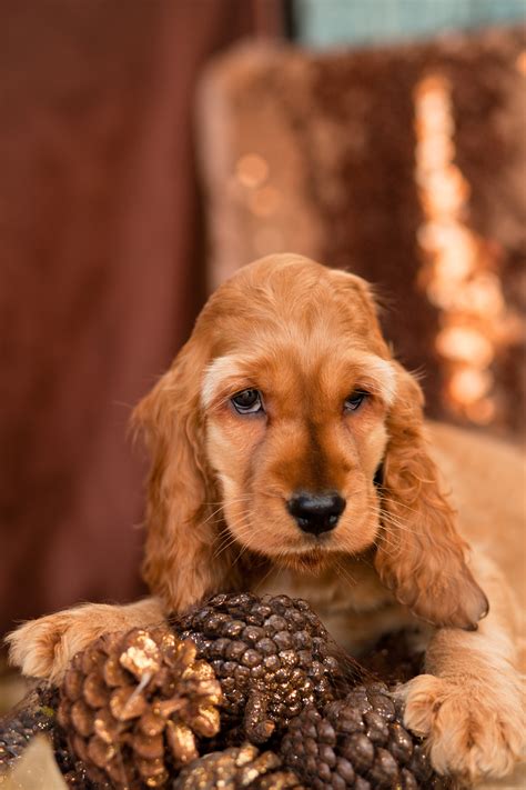 Fantastic Cocker Spaniels Kellys Kennels