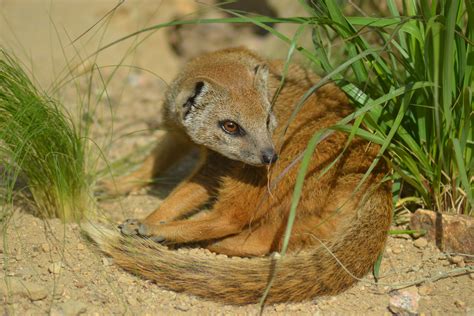 Free Images Wildlife Fur Small Africa Mammal Fauna Close Up