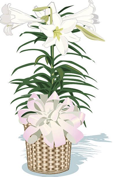 Clip Art Easter Lily 20 Free Cliparts Download Images On Clipground 2023