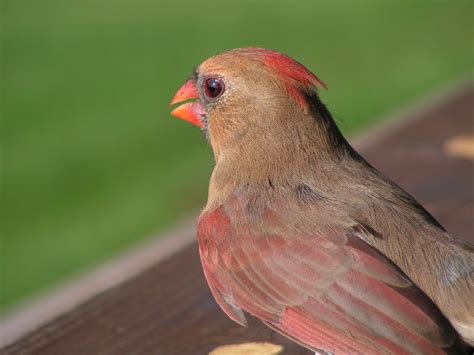 North Carolina Female Cardinal 1 Free Photo Download Freeimages
