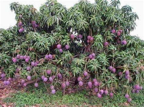 Rare Dwarf Purple Mango Tree Delicious Fruits Limited Fruit Bearing