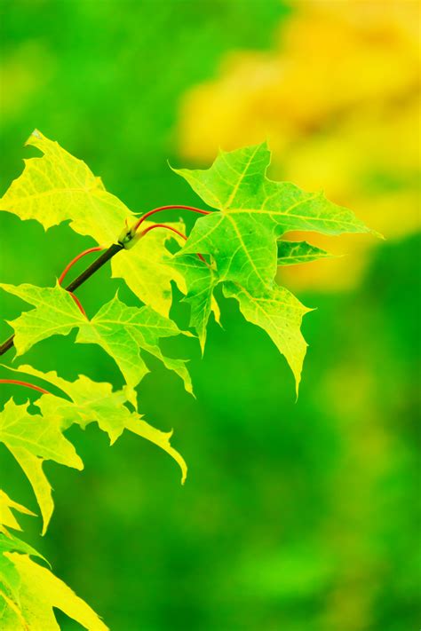 Green And Yellow Leaves Free Stock Photo Public Domain Pictures