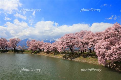 六道堤の桜 写真素材 5228136 フォトライブラリー Photolibrary