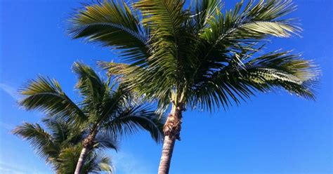 Floridas Iconic Sabal Palm Trees Threatened By Lethal Bronzing