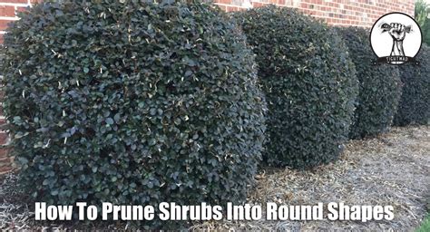 How To Prune Shrubs And Bushes Youtube