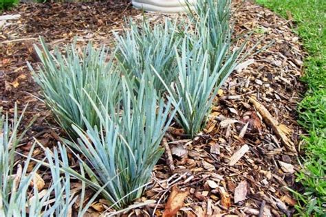 Lomandra Glauca Blue Ridge Wholesale Nursery Nurseries In Melbourne