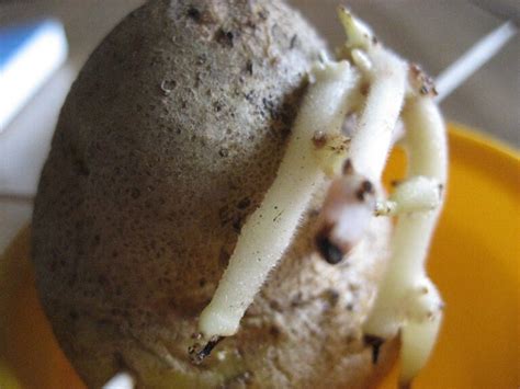 How To Grow Potatoes Indoors In 2024 A Nest With A Yard