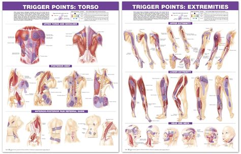 Internal organ anatomy chart ✅. Trigger Point Anatomical Chart Set: Torso & Extremities ...