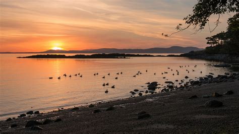 Duck Bird Shore Sunset Lake Hd Wallpaper Nature And Landscape