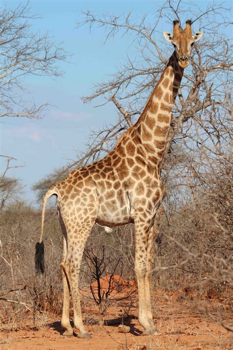 Tammie Matson Giraffe Giraffe Zoo Giraffe Giraffe Tail