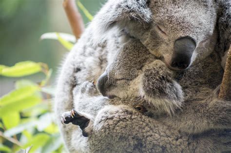 Mother And Joey Koala Cuddling Stock Photo Image Of Tree Nature