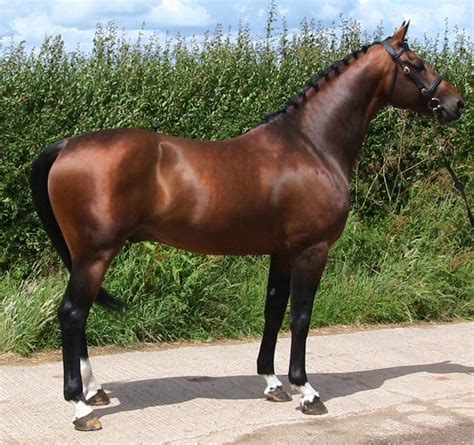 australian warmblood horse breed information history  pictures