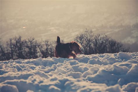 Hd Wallpaper Photography Of Long Coated Brown Dog Standing On Snow