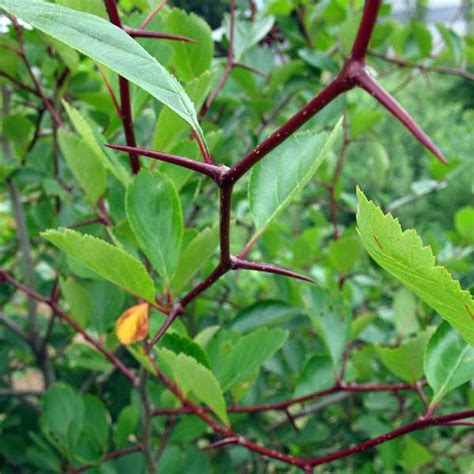 Black Hawthorn Thorns Native Plant Guide