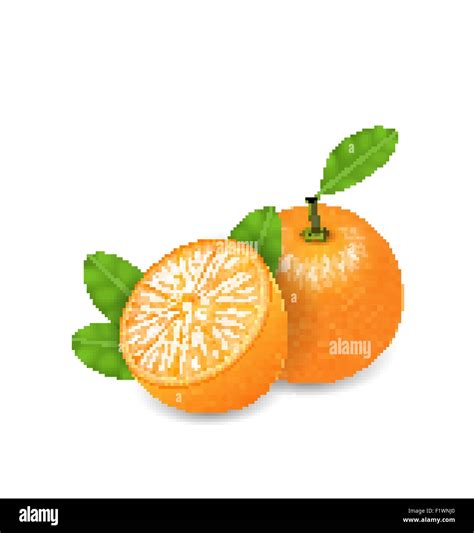 Photo Realistic Set Orange Fruits Stock Vector Image And Art Alamy