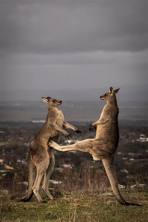 These Stunning Photos Prove Boxing Kangaroos Are Actually A Thing