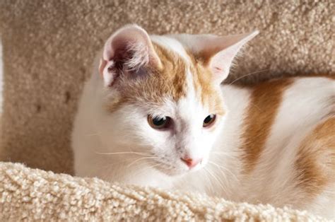 Domestic Short Hair Orange And White Turkish Van Cat Turkish Van