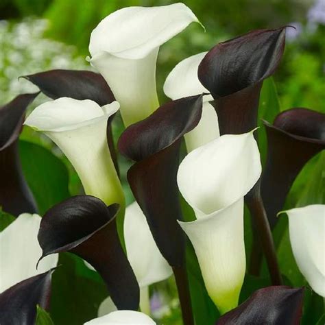 Calla Lily Bulbs Black White Mix Out For Season In 2020 Lily