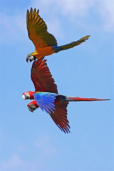 35 Best Parrots In Flight Images On Pinterest Parakeets Parrots And