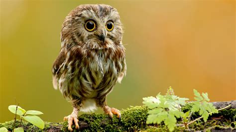 Baby Owl Wallpapers Top Free Baby Owl Backgrounds Wallpaperaccess