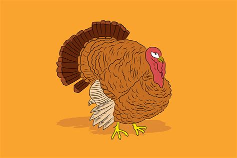 Lastly, you should find an all natural turkey, or organic, because for once, the organic one will taste better. How to Buy Your First Thanksgiving Turkey | Thanksgiving ...