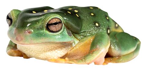 Grenouille Telecharger Png Png Play