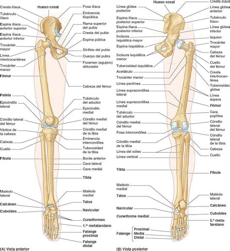 Huesos De Miembro Inferior Slingo