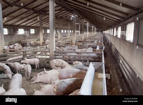 Small Pig Farm For Breeding Hogs Stock Photo Alamy