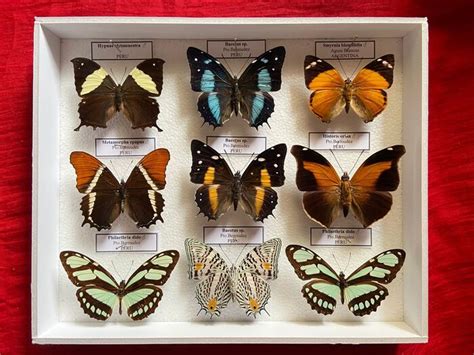Nymphalid Butterflies In Glazed Display Case Nymphalidae Catawiki