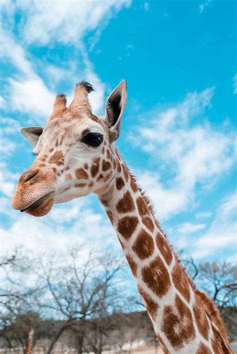 10 Pictures Of Giraffes You Cant Pass Up On