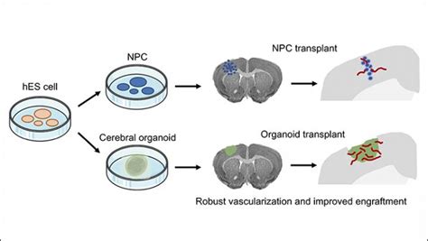 Organoid Transplant Image Eurekalert Science News Releases