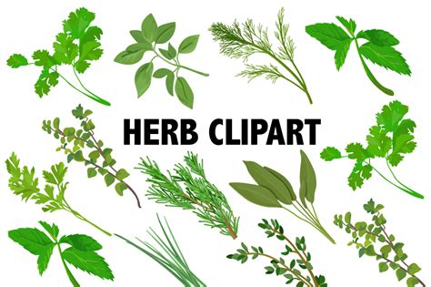 Clipart Herbs 20 Free Cliparts Download Images On Clipground 2023