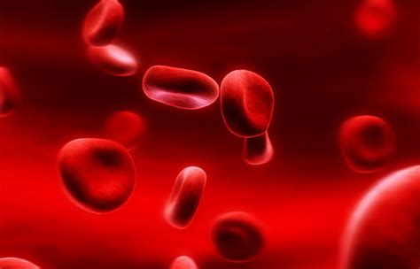 Diferencias Entre Sangre Y Hemoglobina Sooluciona The Best Porn My