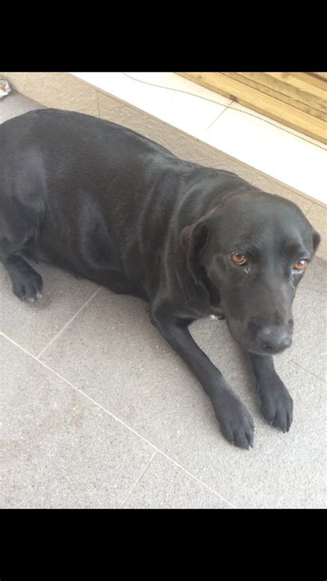 Companion retrievers, inc.23850 county road 12richmond, mn 56368 email: Purebred Labrador Puppies | For Sale NSW: Sydney