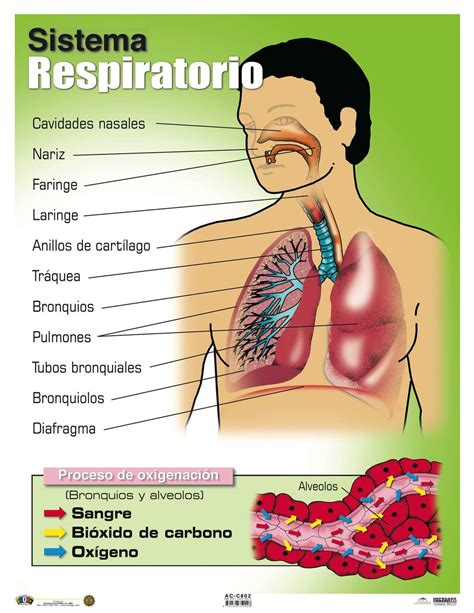 Ac C802 Sistema Respiratorio Tienda Anisa