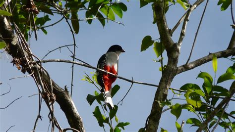 Tocororo Bird National Bird Of Cuba Timbrighton Flickr